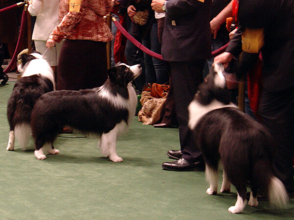 800px-Border_Collies_Westminster_Dog_Show